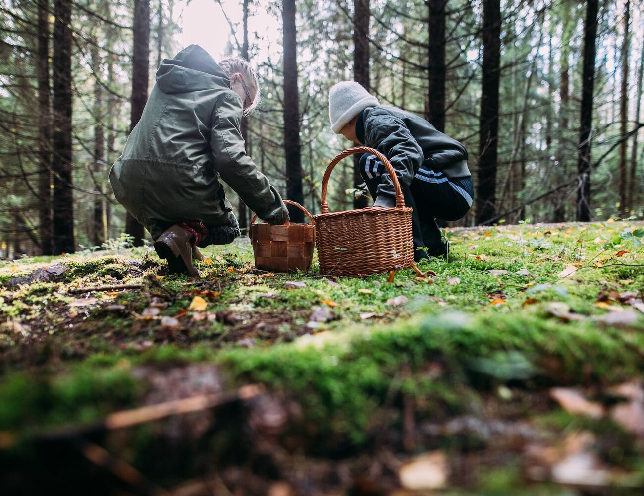 People kneeling in a forest collecting mushrooms into baskets.