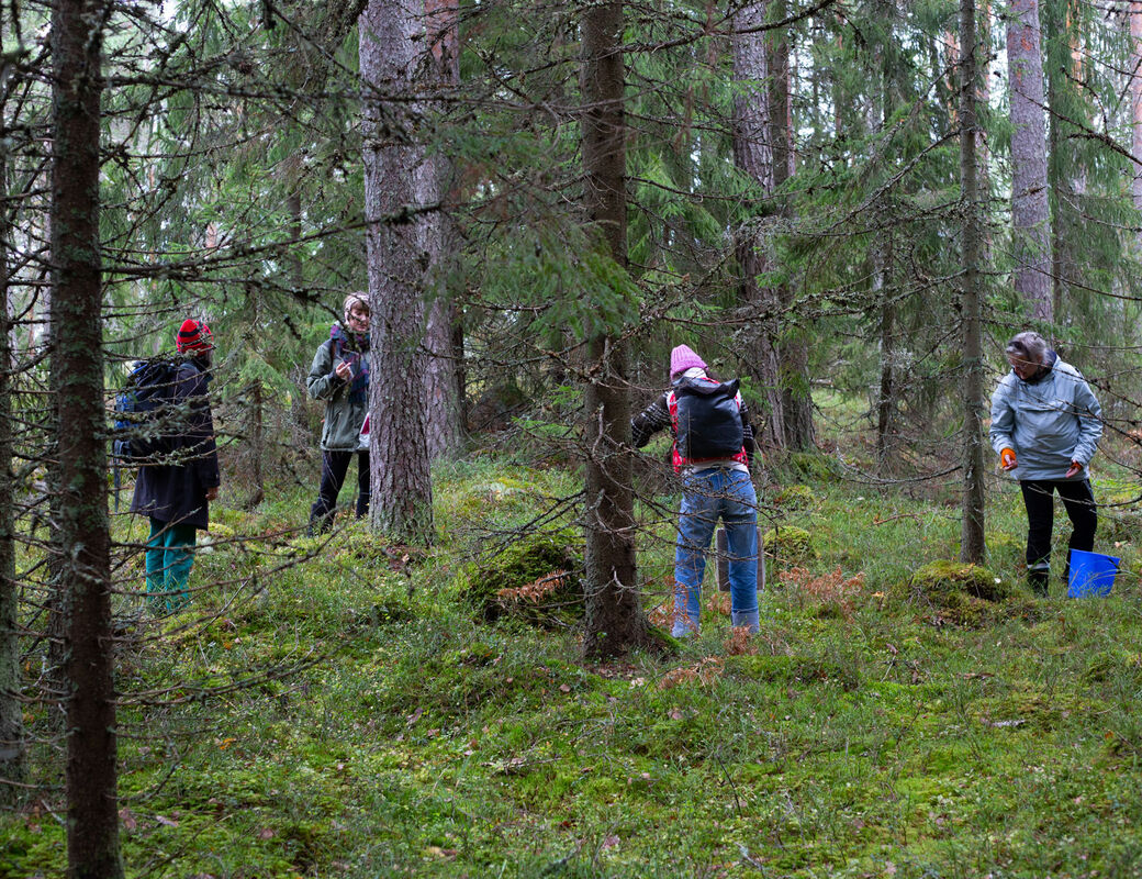 Four ViCCA students stand apart amongst the forest trees looking for mushrooms