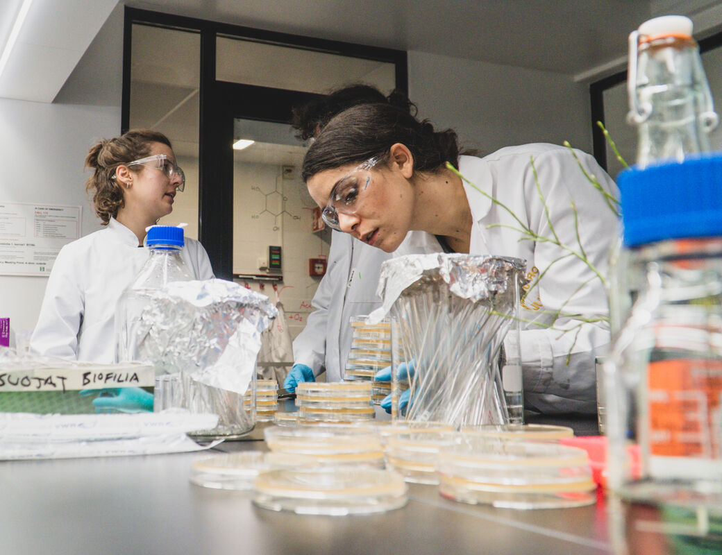 A student arches over the laboratory workspace to look more closely at some of the petri dishes laid out before her. In the background, two students converse with each other.