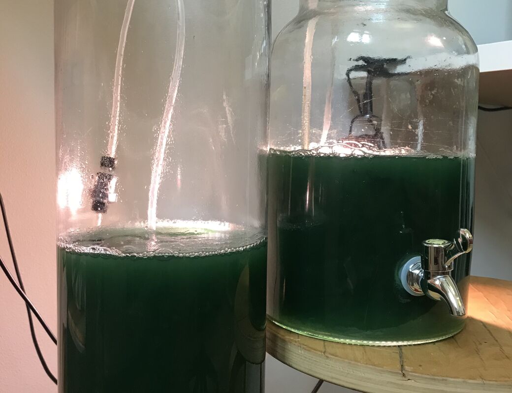 Cyano Automaton: a spirulina cultivation vessel in constant evolution (image credit: Agnieszka Pokrywka).