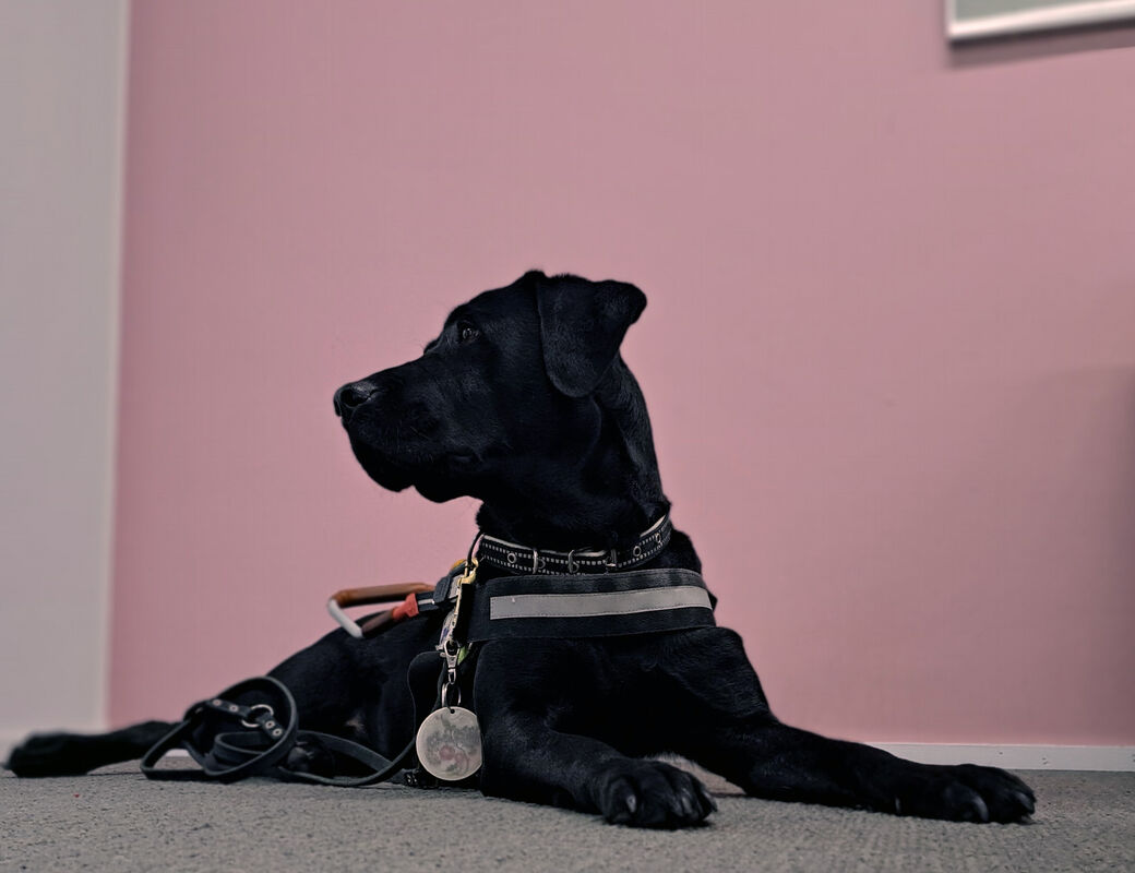 Guide dog Niksi looking left in the photo.
