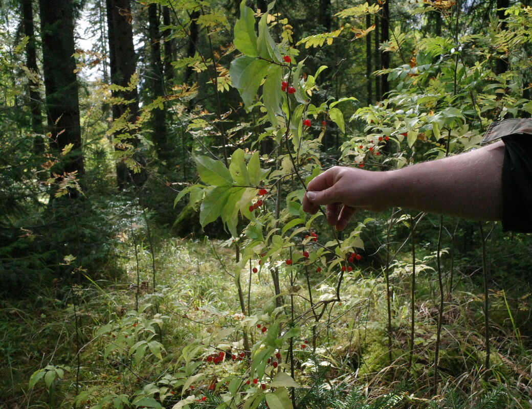 lingonberry
