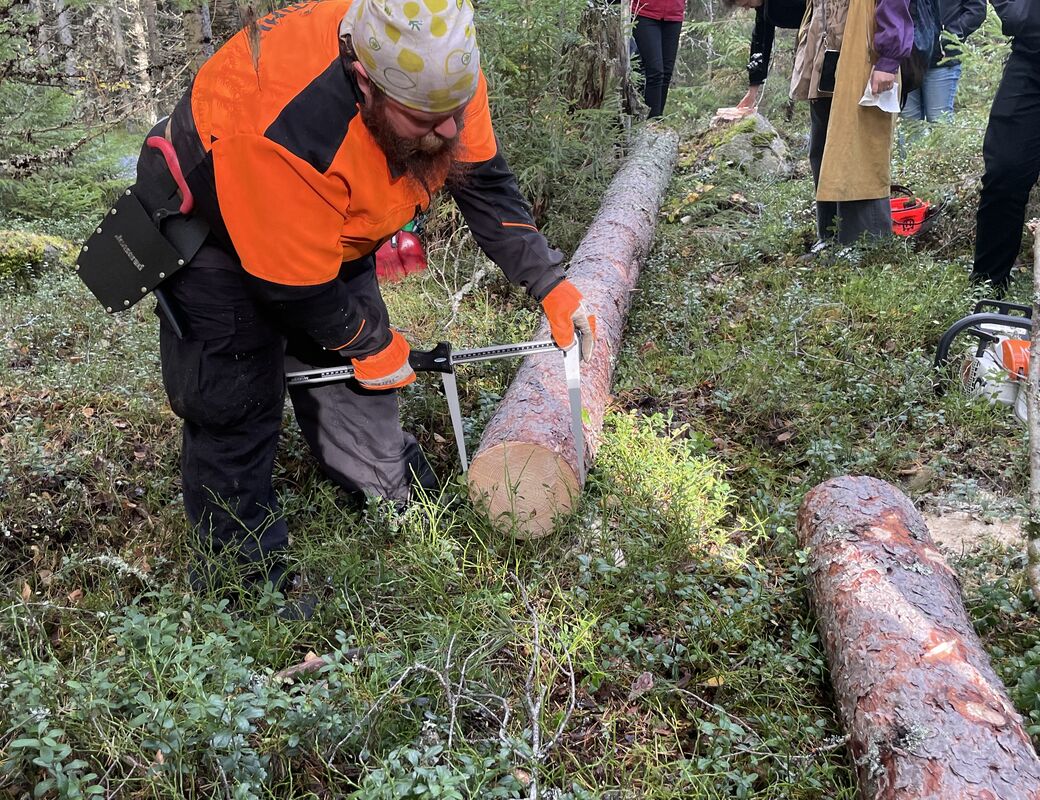 Our guide measures the diameter of tree