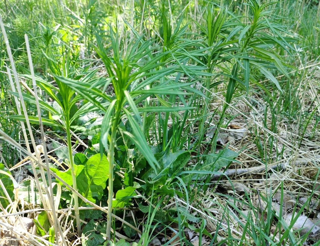 Fireweed / Resobay willoherb (Maitohorsma)