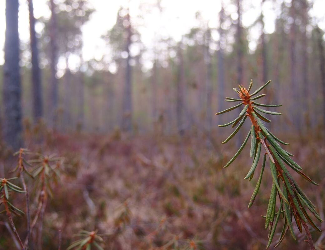 Lähikuva mäntyoksasta metsätaustalla. Tarkennus on etualan oksassa.