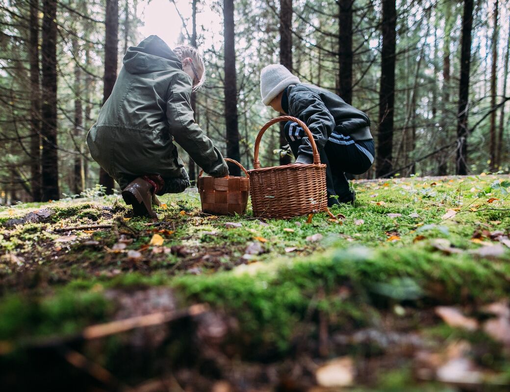 People kneeling in a forest collecting mushrooms into baskets.