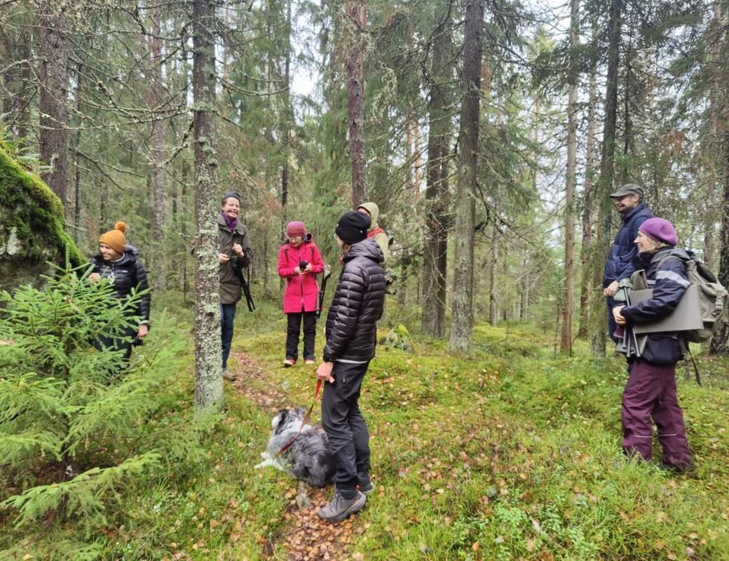 Live Open Forest walk through the Sipoonkorpi National Park, Finland (image credit: Markéta Dolejšová).