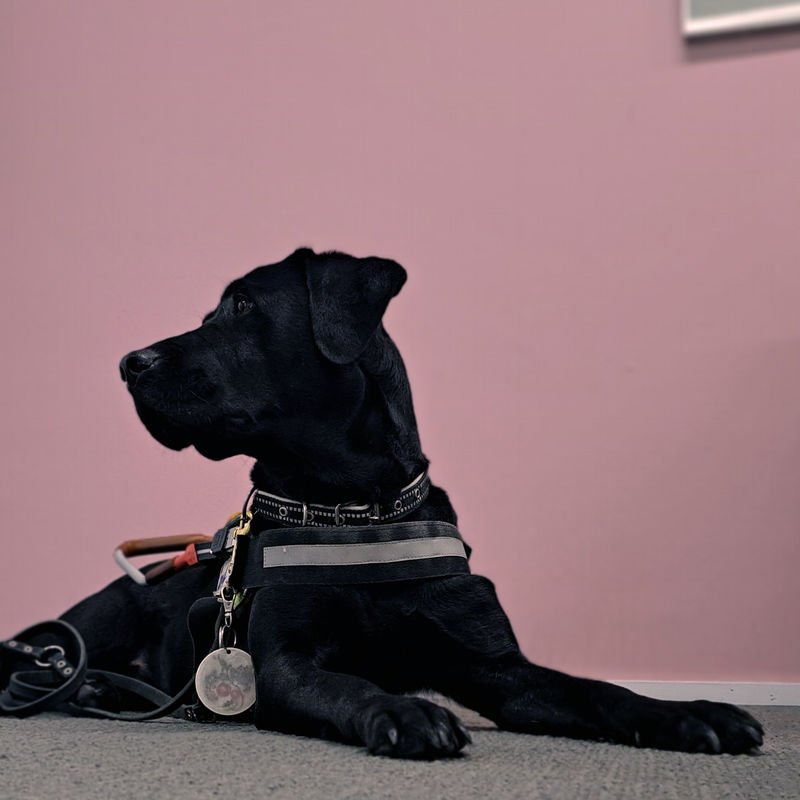 Opaskoira Niksi katsoo kuvassa vasemmalle.