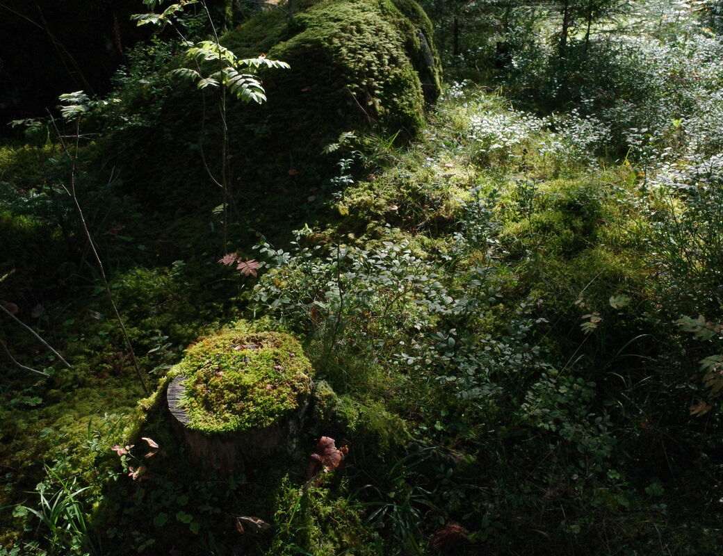 Sunlit undergrowth