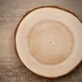 Cross-cut wood disk on a wooden table