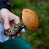 A student holds an orange birch bolete mushroom - it has a bright terracotta top and a darker stem