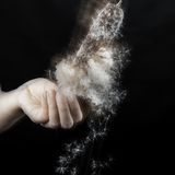 Colour photo of a human hand holding a cattail flower that is spilling fluffy seeds on a black background