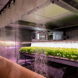 A pilot room of vertical farming