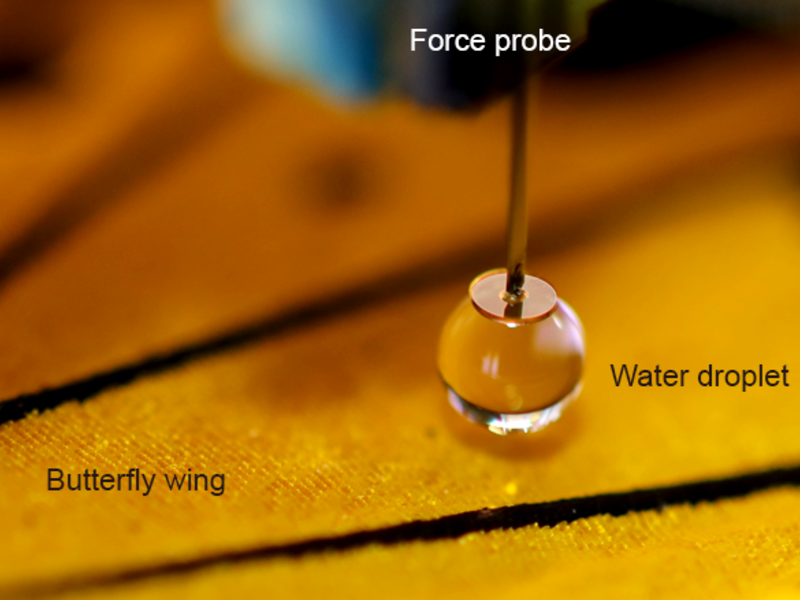 Photo of scanning droplet adhesion microscope's measurement probe above a butterfly wing