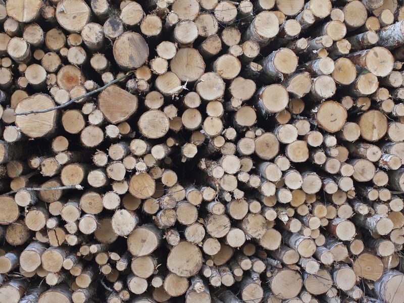 CHEM_Bio_Wood material technology_trees