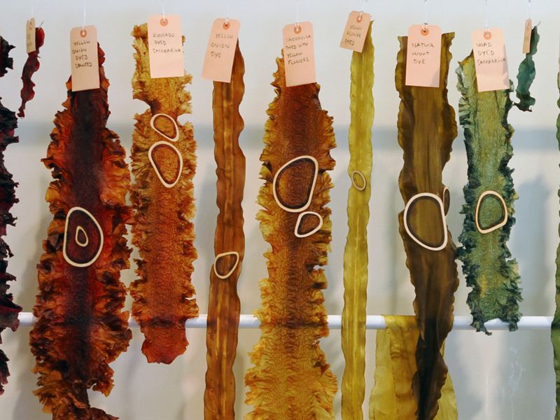 dried seaweed displayed in reds, yellows and greens