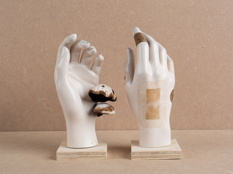Colour photo with beige background showing two artificial white hands, on left with mushrooms growing on surface of palm, on right with a bandage made of mushrooms on the back of the hand