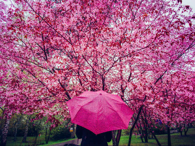 spring, cherry blossom