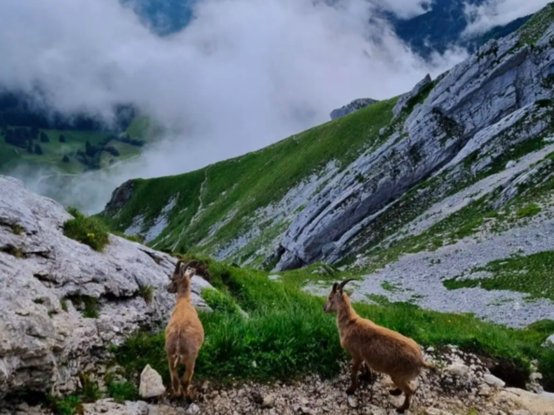 animals and mountains captured by an aalto exchange student