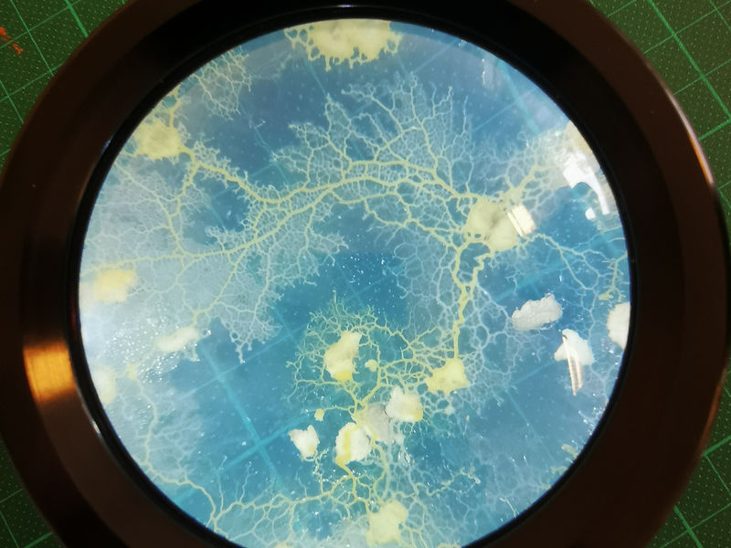 A petri dish showing blue background with yellow organism 