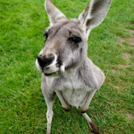 a photo of a kangaroo taken by an aalto exchange student