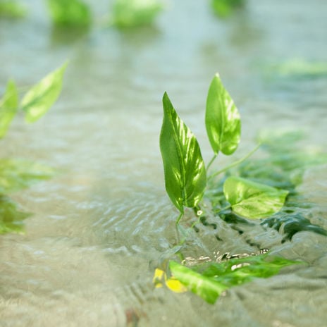 Vihreitä lehtiä ajelehtii vedessä (kuvituskuva)