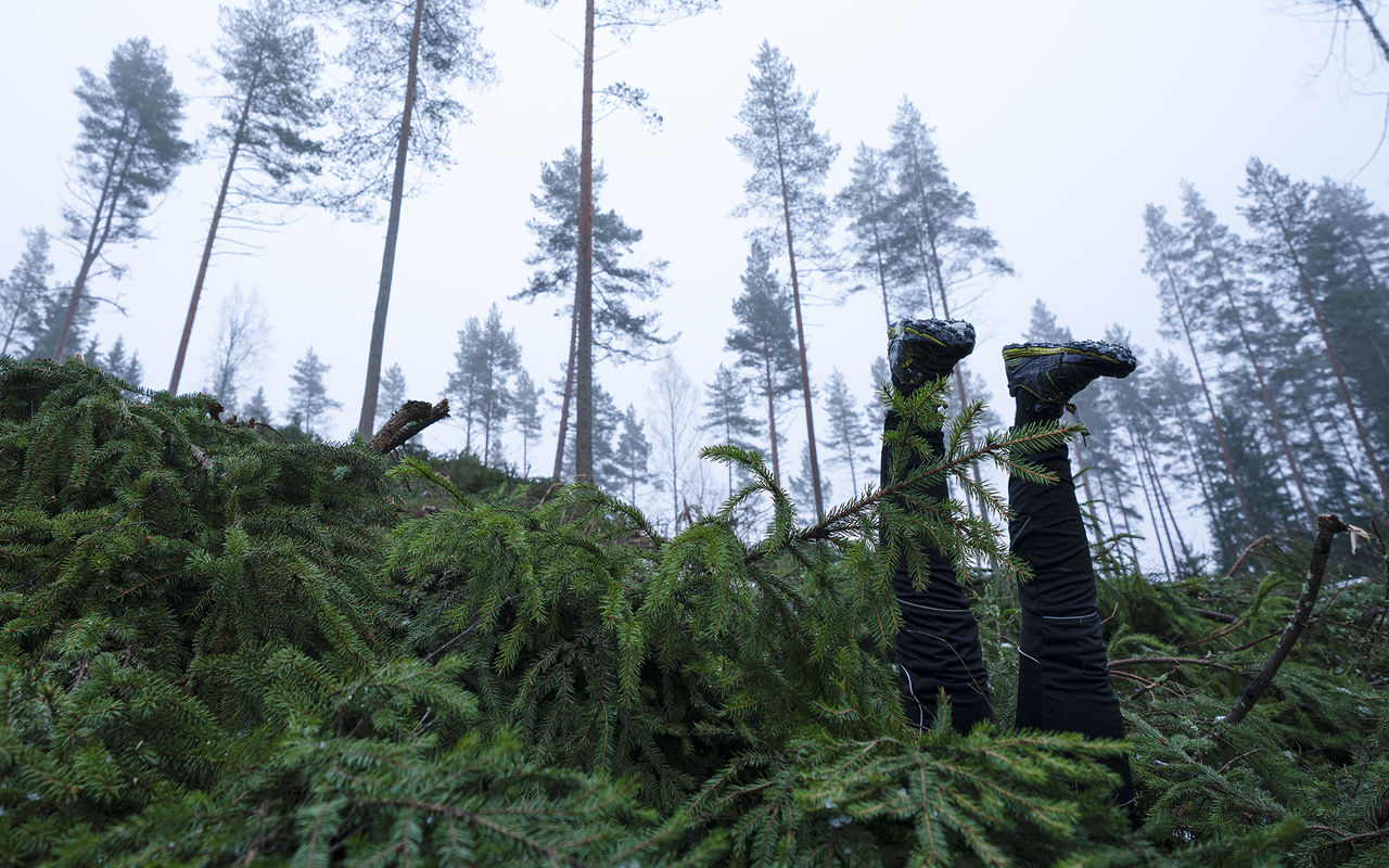 Forest floor with a person's legs and boots sticking up from under the spruce branches
