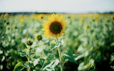 Close-up of a sunflower in a sunflower field.
