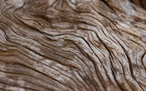 Close-up of curly wood grain orientation of an old piece of wood 