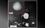 Microscopic image of giant gas vesicles.