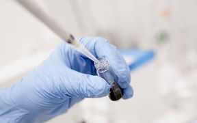 color photo of a person's hands wearing blue protective gloves pipetting a solution into a small glass vial