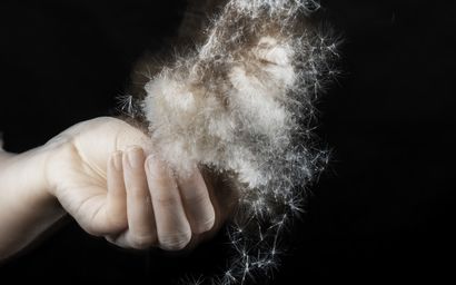Colour photo of a human hand holding a cattail flower that is spilling fluffy seeds on a black background