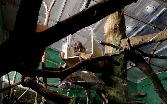 A white-face saki sitting inside the tunnel-shaped device inserted on a tree brach in the Amazonia House of Korkeasaari