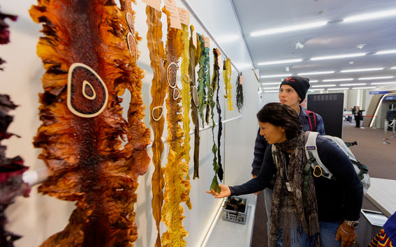 Seaweed samples at the World Economic Forum 2020. Photo:  WEF/ Christian Clavadetscher
