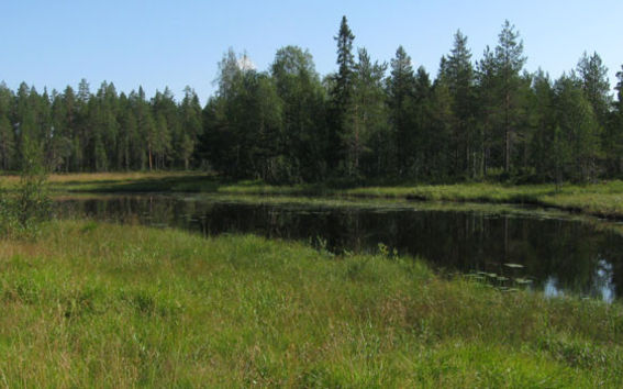 Aalto University/Metsät ja vesi