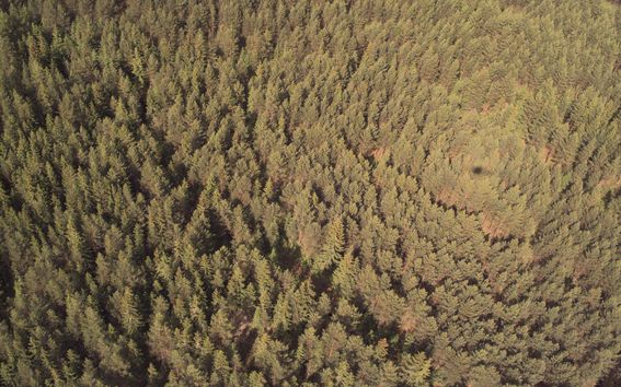 aerial picture of forest