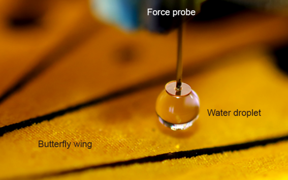 Photo of scanning droplet adhesion microscope's measurement probe above a butterfly wing