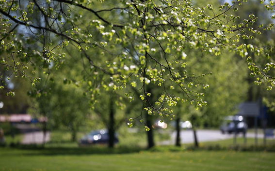 A tree branch with green leaves, more green trees in the background