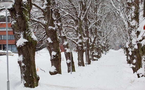 Snowy trees on both sides of a snow covered foot path.