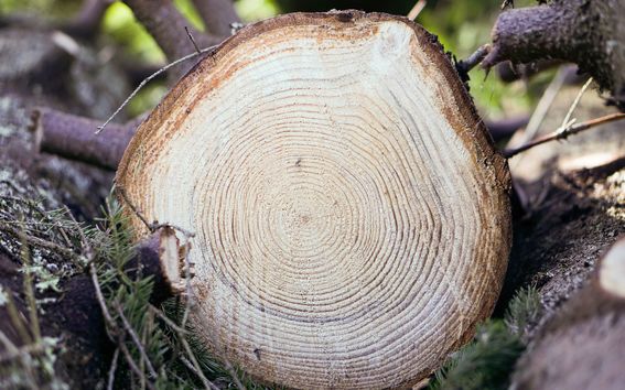 Tree cut in the forest showing the growth rings in the cross-cut section.