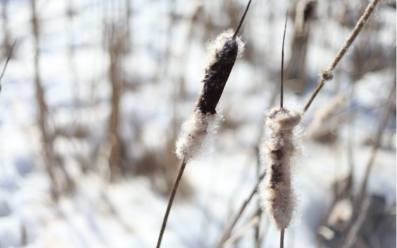 Colour photograph of cattails plants growing on a snowy lake shore