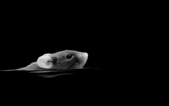 A night-vision image of a mouse swimming in darkness