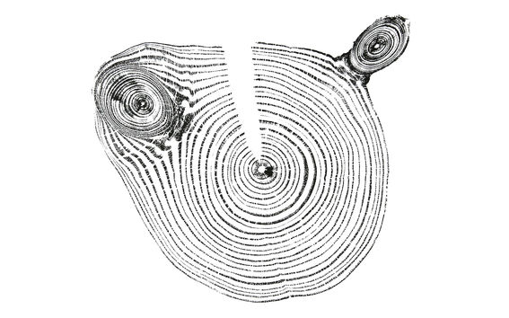 A black print on white background of a cross section of tree rings 
