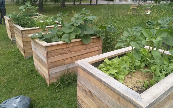 Gardening boxes in Otaniemi