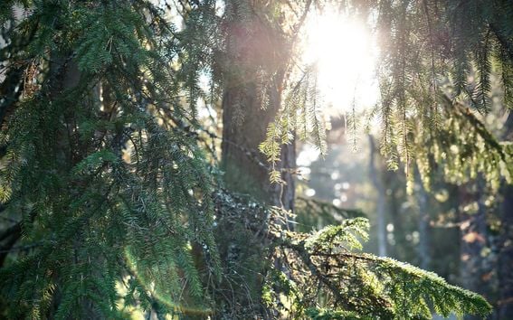 Sun peaking through Finnish spruce forest