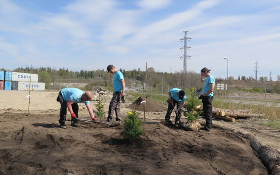 Puun taimia istutetaan Suomen ensimmäiseen hiilensidontaa tukevaan mikrometsään Keravalla
