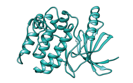 3D cartoon model of protein kinase