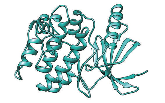 Protein kinase 3D model