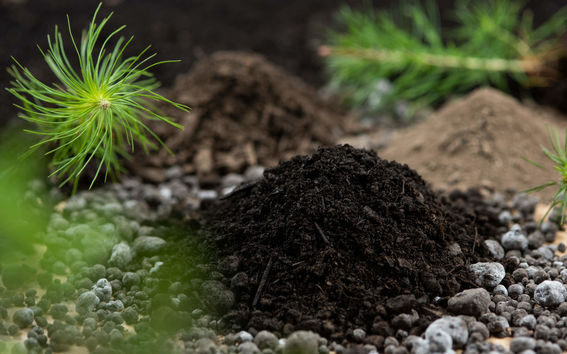 Earth and a pine seedling