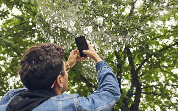 A student capturing a web in a tree with his phone camera.